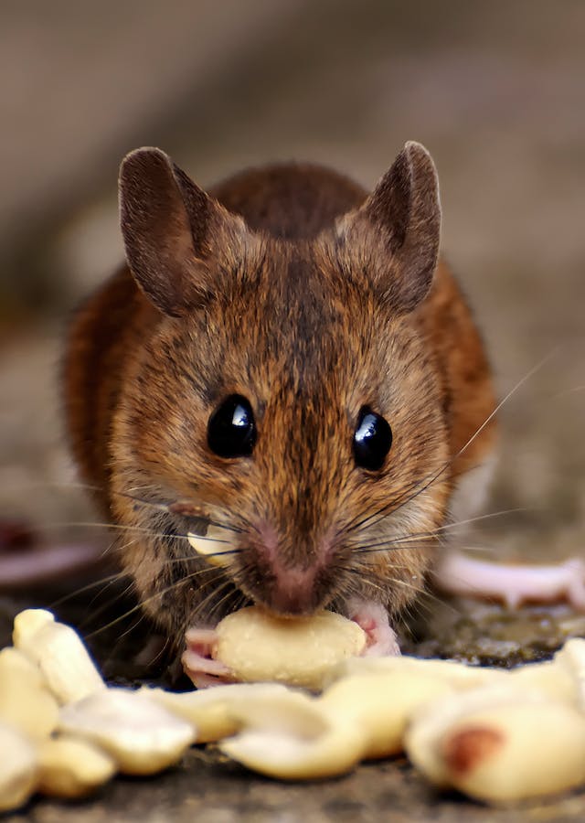 Fuddah LLC Pest Control